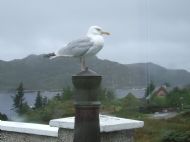 the view from the sunlounge - with wet visitor!